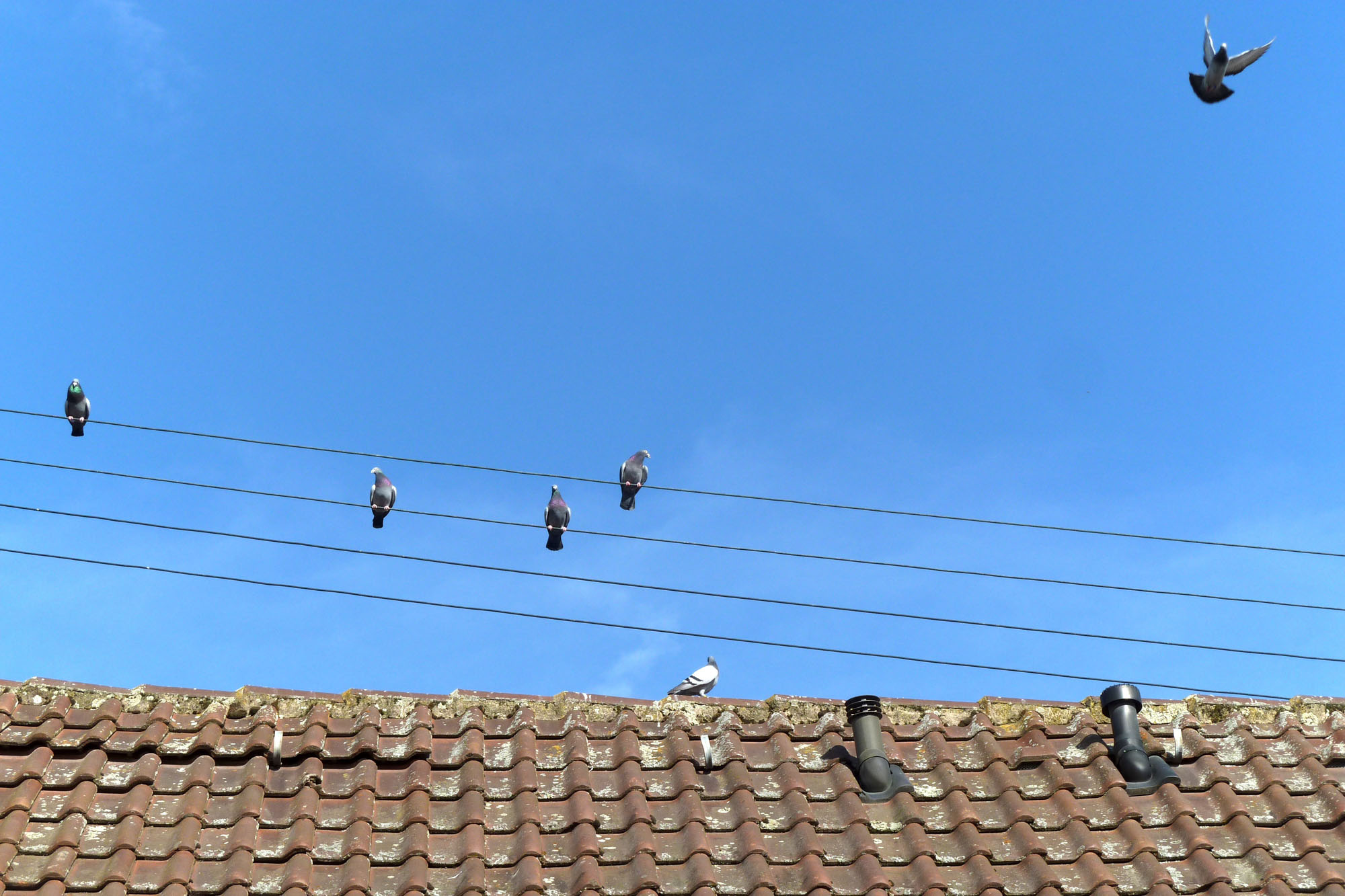 Tauben auf Stromleitung